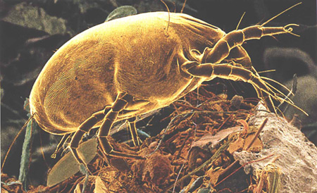 red-dust-mite.jpg