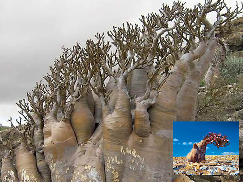 xenvegetal
