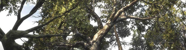 tree tree
