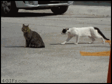 gato