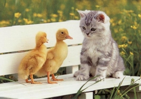 patitos