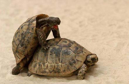 turtle-sex