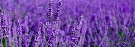 lavanda