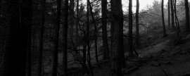 black_forest black_forest