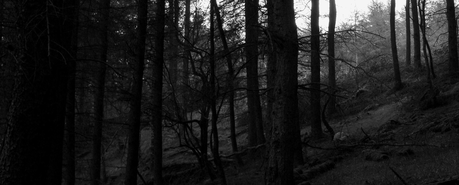 black_forest black_forest
