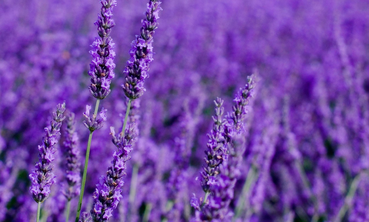 lavanda